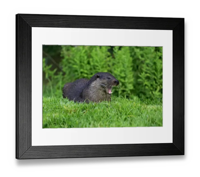 Framed Print : European Otter (Lutra lutra) adult, yawning, resting on bank, Surrey, England, July (captive) Framed Print : European Otter (Lutra lutra) adult, yawning, resting on bank, Surrey, England, July (captive)