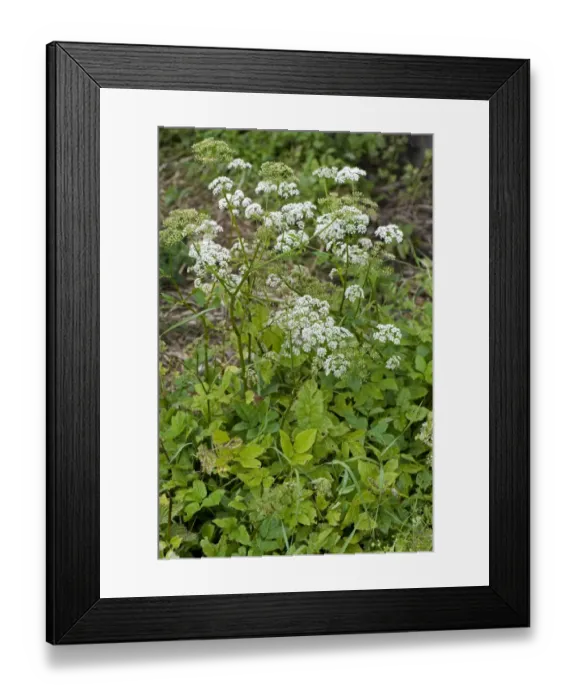 Framed Print : Ground elder, Aegopodium podagraria, flowering invasive garden weeds