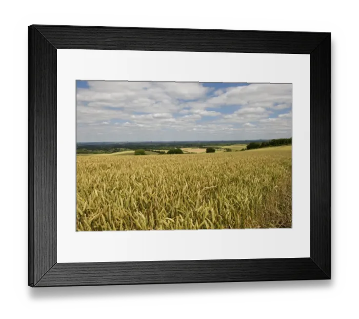 Framed Print : Wheat crop in ripening ear on a bright summer day with blue sky and clouds near West Woodhay, Berkshire, England, July Framed Print : Wheat crop in ripening ear on a bright summer day with blue sky and clouds near West Woodhay, Berkshire, England, July