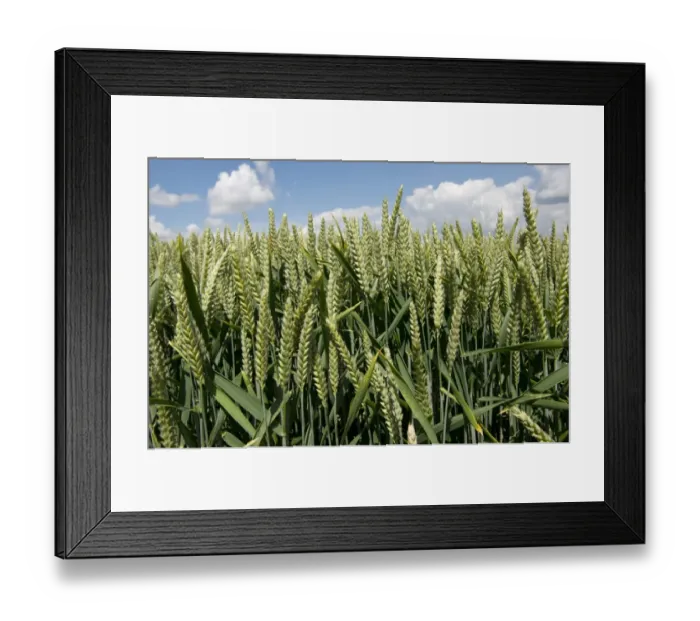 Framed Print : Wheat crop in ear near West Woodhay, Berkshire, England, June Framed Print : Wheat crop in ear near West Woodhay, Berkshire, England, June