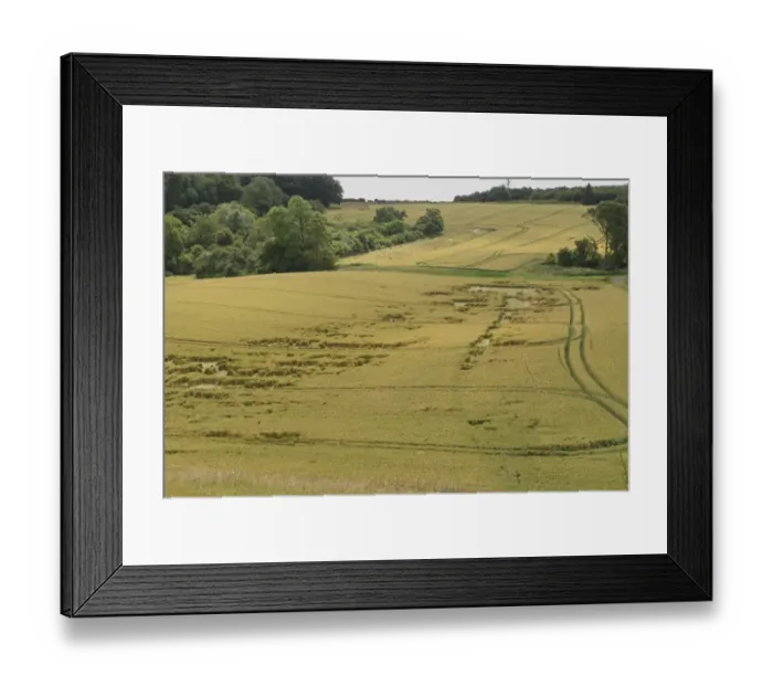 Framed Print : Lodged wheat crop, partially flattened by a summer storm, Berkshire, England, July Framed Print : Lodged wheat crop, partially flattened by a summer storm, Berkshire, England, July