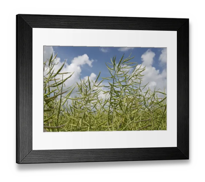 Framed Print : Oilseed rape or canola, Brassica napus, vegetable oil crop in unripe green seedpod