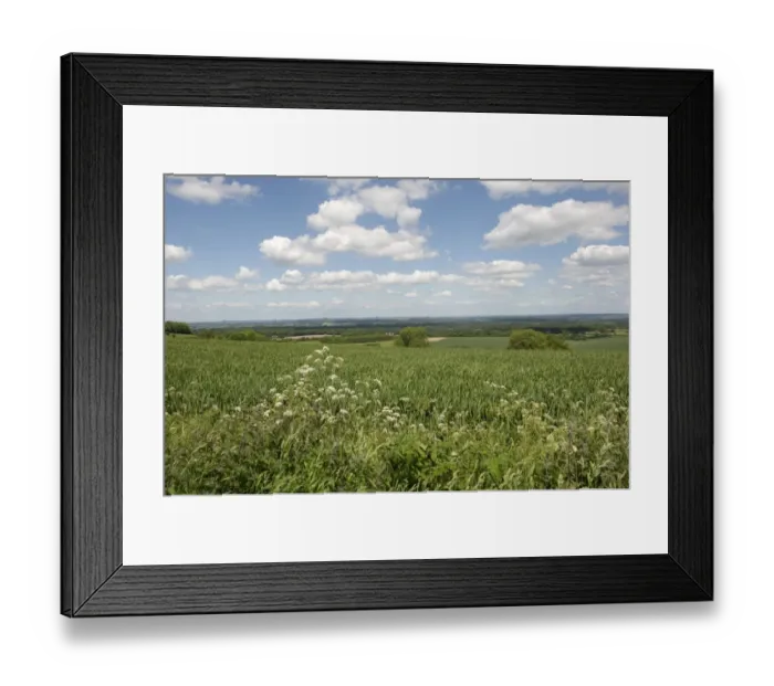 Framed Print : Wheat crop in young ear on a bright summer day with blue sky and clouds near West Woodhay, Berkshire, England, June