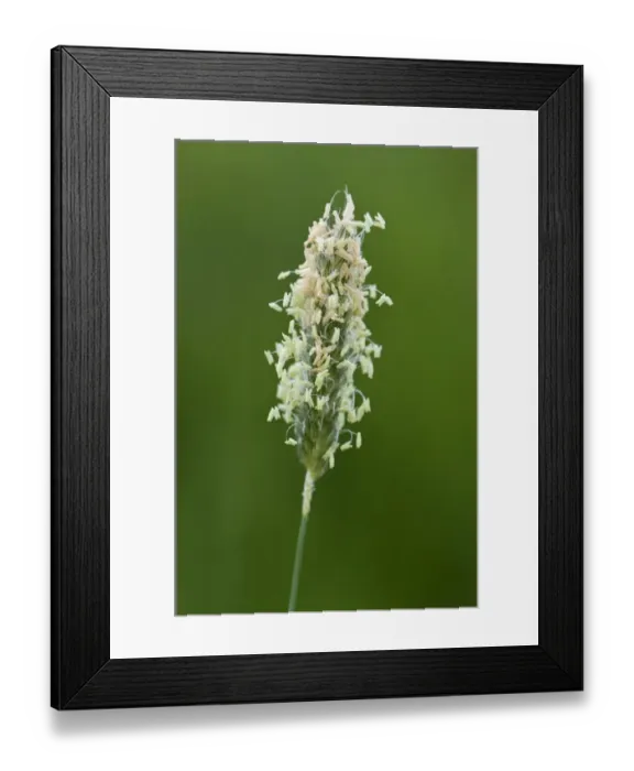 Framed Print : Flowering head of timothy grass, Phleum pratense, with male filaments and stamens