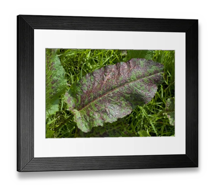 Framed Print : Leaf spot, Ramularia rubella, seriously affecting a leaf of broad dock, Rumex obtusifolius, Berkshire, May Framed Print : Leaf spot, Ramularia rubella, seriously affecting a leaf of broad dock, Rumex obtusifolius, Berkshire, May