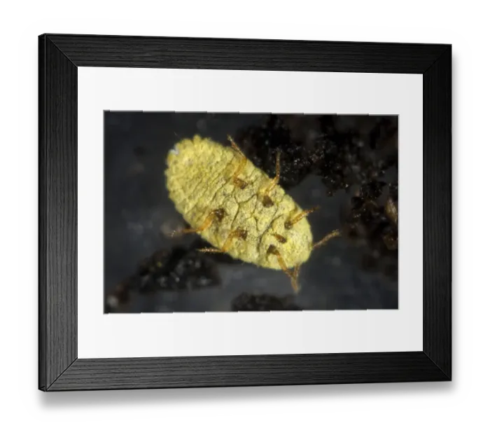 Framed Print : Golden root mealybug, Chryseococcus arecae, on the roots of Corokia macrocarpa and imported New Zealand tree