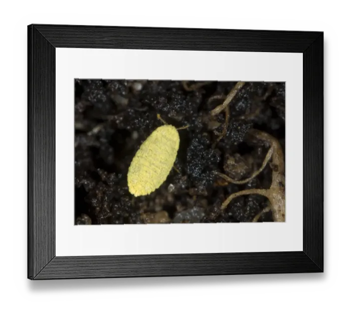 Framed Print : Golden root mealybug, Chryseococcus arecae, on the roots of Corokia macrocarpa and imported New Zealand tree