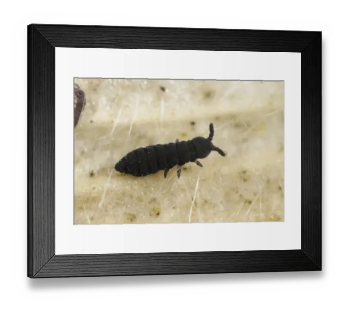 Framed Print : Aquatic springtail, Podura aquatica, a plant scavenger from a garden pond Framed Print : Aquatic springtail, Podura aquatica, a plant scavenger from a garden pond