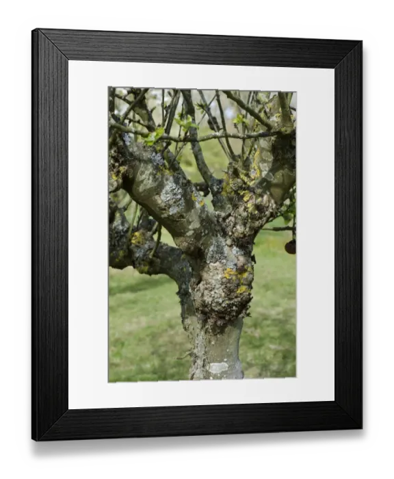 Framed Print : Severe cankers on an old but productive apple tree, lichens, apple canker, Nectria galligena Framed Print : Severe cankers on an old but productive apple tree, lichens, apple canker, Nectria galligena