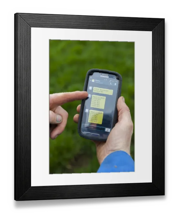 Framed Print : Cattle farming, farmer recieving text message from electronic thermometer, letting him know cow is calving, England Framed Print : Cattle farming, farmer recieving text message from electronic thermometer, letting him know cow is calving, England