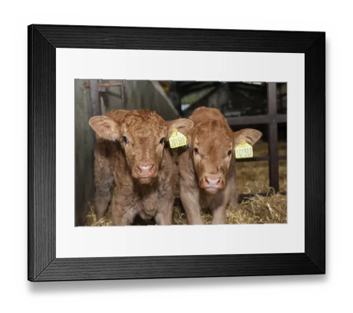 Framed Print : Domestic Cattle, Limousin calves, one-day old, born as part of embryo transplant program to improve genetics, England