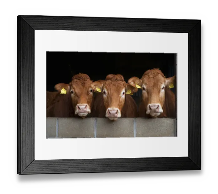 Framed Print : Domestic Cattle, Limousin cows, looking over wall, Yorkshire, England, April Framed Print : Domestic Cattle, Limousin cows, looking over wall, Yorkshire, England, April