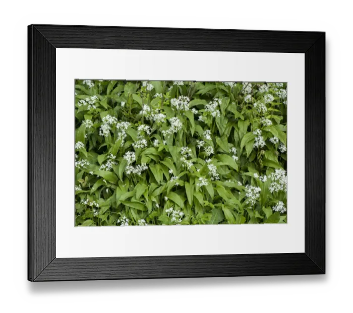 Framed Print : Ramsons (Allium ursinum) flowering, growing in damp woodland, Cumbria, England, May Framed Print : Ramsons (Allium ursinum) flowering, growing in damp woodland, Cumbria, England, May