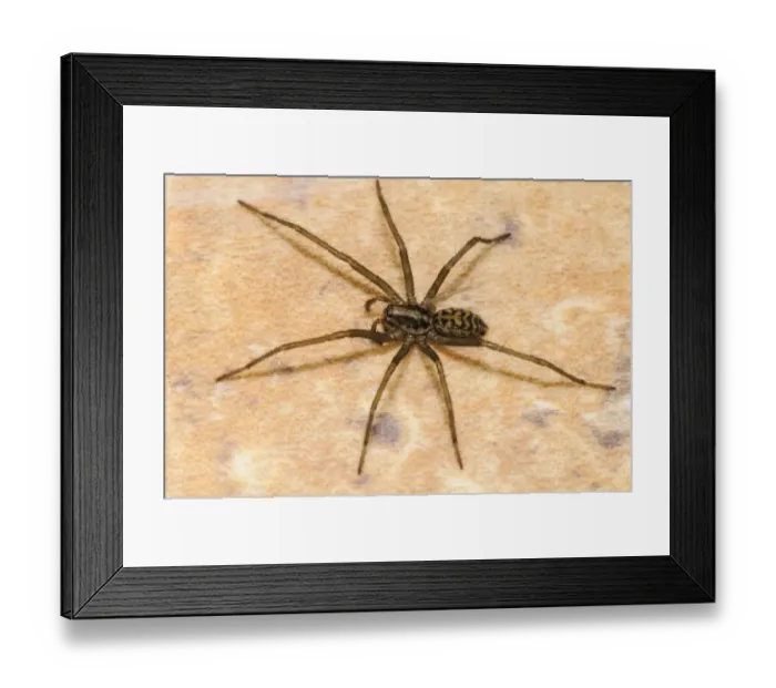 Framed Print : Dustbunny Spider (Tegenaria atrica) adult female, in process of regrowing right rear leg, on tile floor in house Framed Print : Dustbunny Spider (Tegenaria atrica) adult female, in process of regrowing right rear leg, on tile floor in house