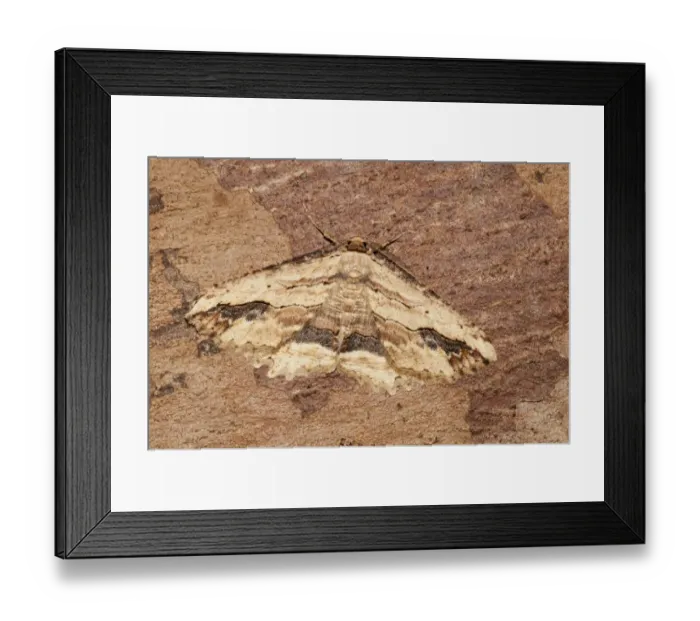 Framed Print : Waved Umber (Menophra abruptaria) adult male, resting on bark in garden, Thirsk, North Yorkshire, England, May Framed Print : Waved Umber (Menophra abruptaria) adult male, resting on bark in garden, Thirsk, North Yorkshire, England, May