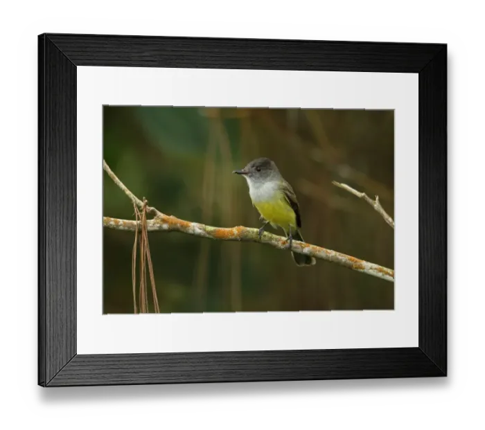 Framed Print : Dusky-capped Flycatcher (Myiarchus tuberculifer) adult, perched on branch, Cerro Azul, Panama, November Framed Print : Dusky-capped Flycatcher (Myiarchus tuberculifer) adult, perched on branch, Cerro Azul, Panama, November