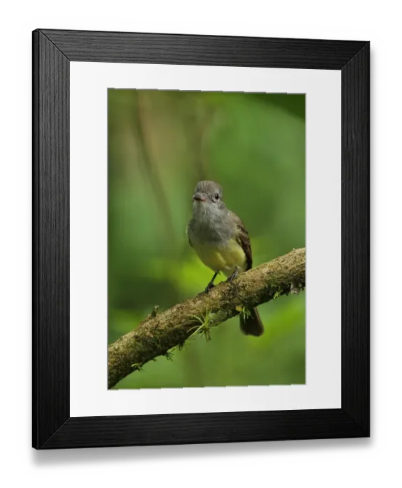 Framed Print : Dusky-capped Flycatcher (Myiarchus tuberculifer nigricapillus) adult, perched on branch, Canopy Lodge, El Valle