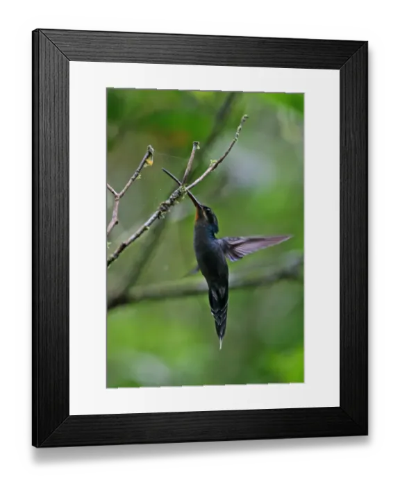 Framed Print : Green Hermit (Phaethornis guy coruscus) adult male, in flight, hovering and taking spider from middle of web Framed Print : Green Hermit (Phaethornis guy coruscus) adult male, in flight, hovering and taking spider from middle of web