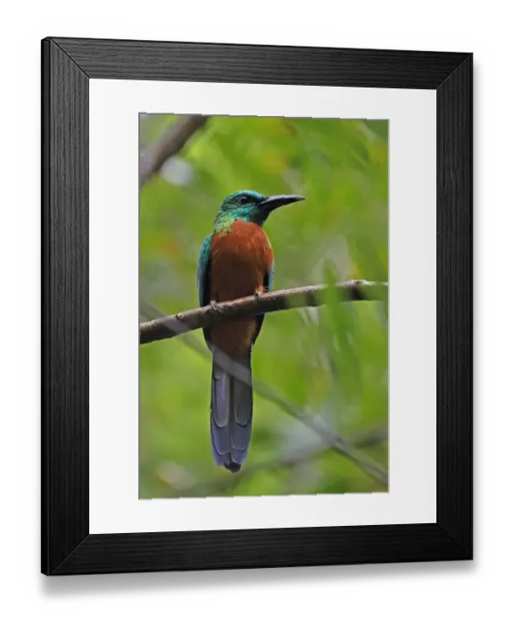 Framed Print : Great Jacamar (Jacamerops aureus penardi) adult male, perched on branch, Pipeline Road, Panama, November Framed Print : Great Jacamar (Jacamerops aureus penardi) adult male, perched on branch, Pipeline Road, Panama, November