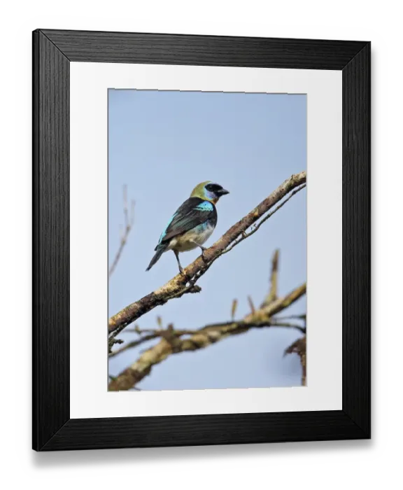 Framed Print : Golden-hooded Tanager (Tangara larvata franciscae) adult, perched on twig, Altos del Maria, Panama, October Framed Print : Golden-hooded Tanager (Tangara larvata franciscae) adult, perched on twig, Altos del Maria, Panama, October