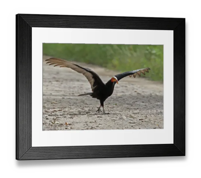 Framed Print : Lesser Yellow-headed Vulture (Cathartes burrovianus burrovianus) adult, with wings spread, walking on track Framed Print : Lesser Yellow-headed Vulture (Cathartes burrovianus burrovianus) adult, with wings spread, walking on track