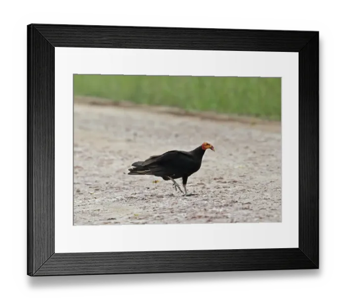 Framed Print : Lesser Yellow-headed Vulture (Cathartes burrovianus burrovianus) adult, walking on track, Juan Hombron, Panama, October