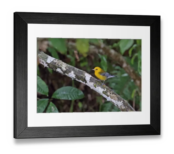 Framed Print : Prothonotary Warbler (Protonotaria citrea) adult male, perched on branch, Chagres River, Panama, November Framed Print : Prothonotary Warbler (Protonotaria citrea) adult male, perched on branch, Chagres River, Panama, November