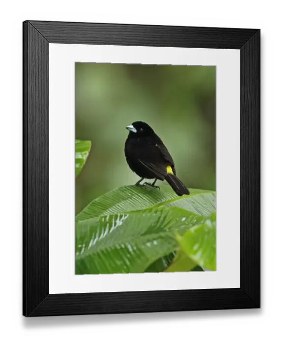 Framed Print : Lemon-rumped Tanager (Ramphocelus icteronotus) adult male, perched on leaf during rainfall, Chagres River, Panama Framed Print : Lemon-rumped Tanager (Ramphocelus icteronotus) adult male, perched on leaf during rainfall, Chagres River, Panama