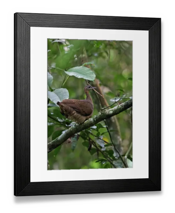 Framed Print : Great Tinamou (Tinamus major brunneiventris) adult, sitting on branch, Plantation Trail, Panama, November Framed Print : Great Tinamou (Tinamus major brunneiventris) adult, sitting on branch, Plantation Trail, Panama, November