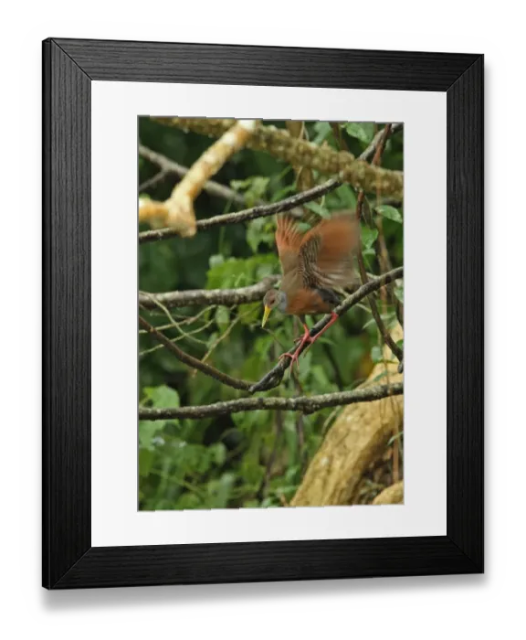 Framed Print : Grey-necked Wood-rail (Aramides cajaneus cajaneus) adult, flapping wings, climbing down branch during rainfall Framed Print : Grey-necked Wood-rail (Aramides cajaneus cajaneus) adult, flapping wings, climbing down branch during rainfall