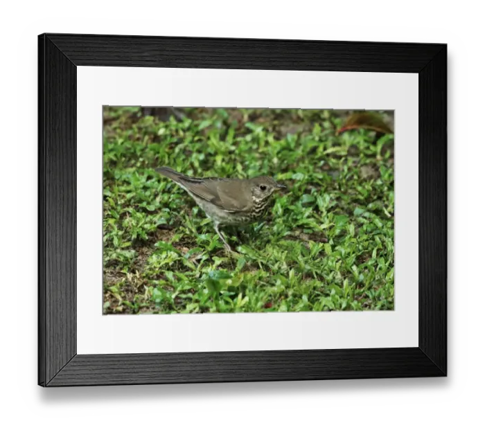 Framed Print : Grey-cheeked Thrush (Catharus minimus) adult, standing on ground, Canopy Lodge, El Valle, Panama, October Framed Print : Grey-cheeked Thrush (Catharus minimus) adult, standing on ground, Canopy Lodge, El Valle, Panama, October