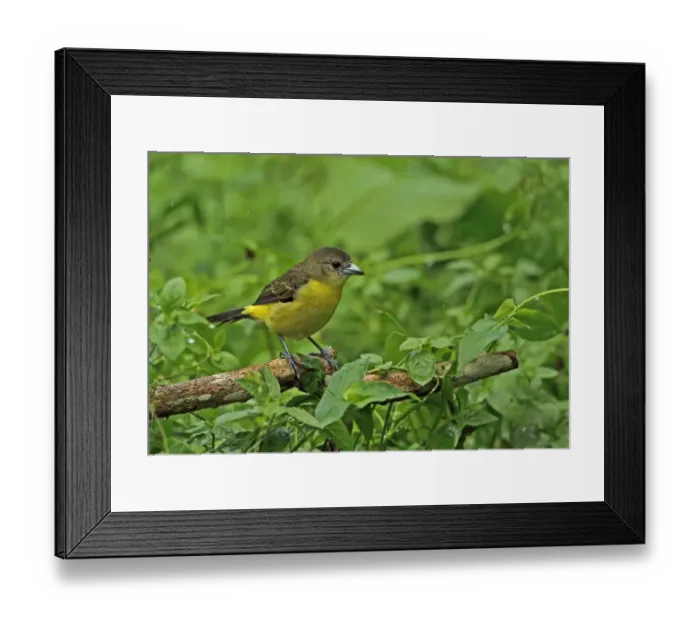 Framed Print : Lemon-rumped Tanager (Ramphocelus icteronotus) adult female, perched on branch during rainfall, Chagres River, Panama Framed Print : Lemon-rumped Tanager (Ramphocelus icteronotus) adult female, perched on branch during rainfall, Chagres River, Panama