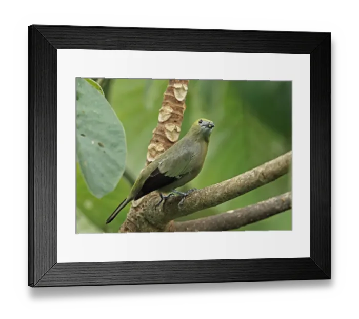Framed Print : Palm Tanager (Thraupis palmarum atripennis) adult, perched on branch, Canopy Tower, Panama, November Framed Print : Palm Tanager (Thraupis palmarum atripennis) adult, perched on branch, Canopy Tower, Panama, November