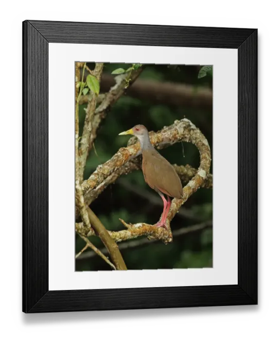 Framed Print : Grey-necked Wood-rail (Aramides cajaneus cajaneus) adult, standing on branch, Chagres River, Panama, November Framed Print : Grey-necked Wood-rail (Aramides cajaneus cajaneus) adult, standing on branch, Chagres River, Panama, November