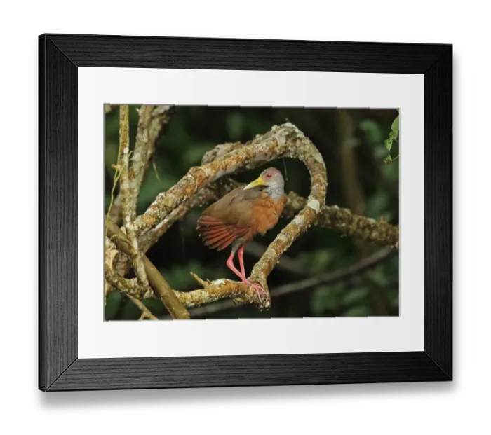 Framed Print : Grey-necked Wood-rail (Aramides cajaneus cajaneus) adult, standing on branch, Chagres River, Panama, November