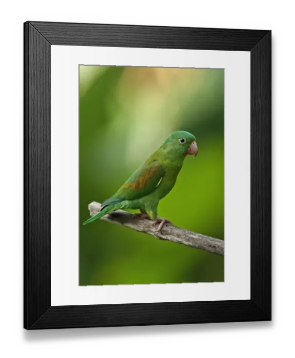 Framed Print : Orange-chinned Parakeet (Brotogeris jugularis jugularis) adult, perched on branch, Panama, November Framed Print : Orange-chinned Parakeet (Brotogeris jugularis jugularis) adult, perched on branch, Panama, November