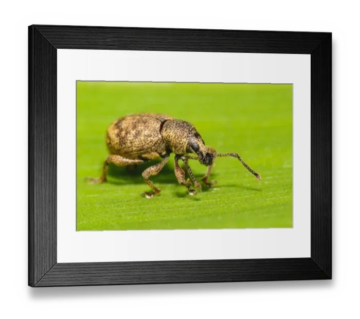 Framed Print : Black Vine Weevil (Otiorhynchus sulcatus) adult, walking on leaf in garden, Thirsk, North Yorkshire, England, May Framed Print : Black Vine Weevil (Otiorhynchus sulcatus) adult, walking on leaf in garden, Thirsk, North Yorkshire, England, May