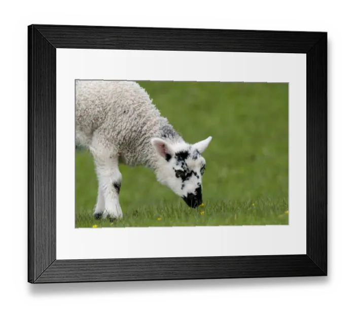 Framed Print : Domestic Sheep, Swaledale lamb, close-up of head and front legs, sniffing buttercup in pasture, Hardraw, Wensleydale