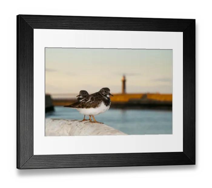 Framed Print : Ruddy Turnstone (Arenaria interpres) adult pair, moulting into breeding plumage, standing on harbour wall at sunset Framed Print : Ruddy Turnstone (Arenaria interpres) adult pair, moulting into breeding plumage, standing on harbour wall at sunset
