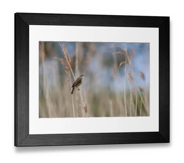 Framed Print : Sedge Warbler (Acrocephalus schoenobaenus) adult, perched on reed stem, Blacktoft Sands RSPB Reserve, East Yorkshire Framed Print : Sedge Warbler (Acrocephalus schoenobaenus) adult, perched on reed stem, Blacktoft Sands RSPB Reserve, East Yorkshire