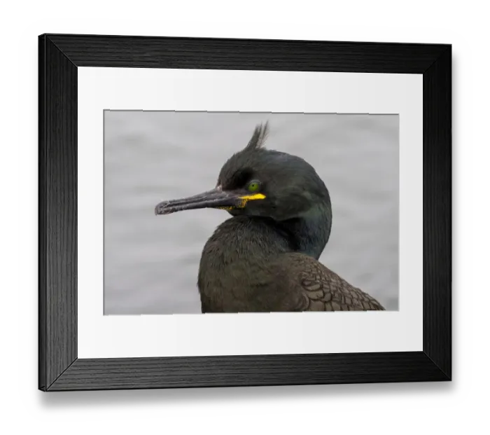 Framed Print : European Shag (Phalacrocorax aristotelis) adult, breeding plumage, close-up of head, Inner Farne, Farne Islands Framed Print : European Shag (Phalacrocorax aristotelis) adult, breeding plumage, close-up of head, Inner Farne, Farne Islands