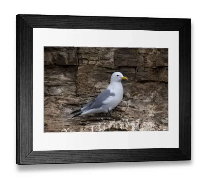 Framed Print : Black-legged Kittiwake (Rissa tridactyla) adult, breeding plumage, standing on cliff ledge, near Howick Framed Print : Black-legged Kittiwake (Rissa tridactyla) adult, breeding plumage, standing on cliff ledge, near Howick