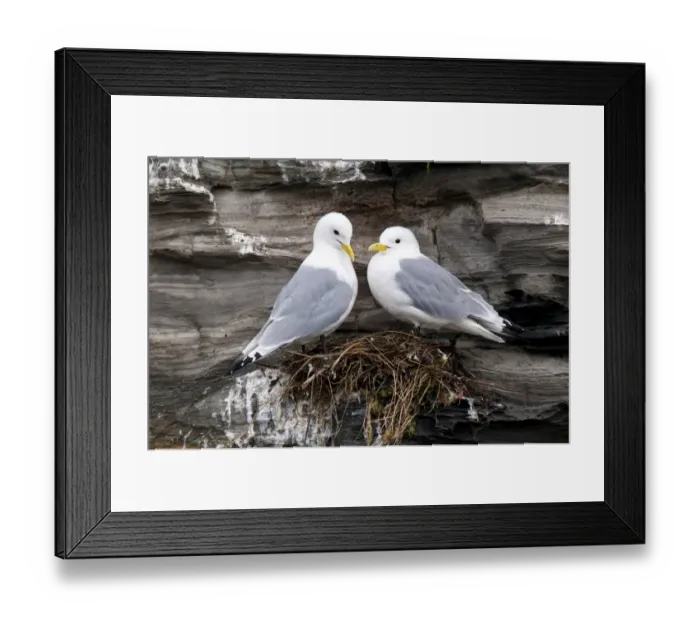 Framed Print : Black-legged Kittiwake (Rissa tridactyla) adult pair, breeding plumage, standing at nest on cliff ledge, near Howick