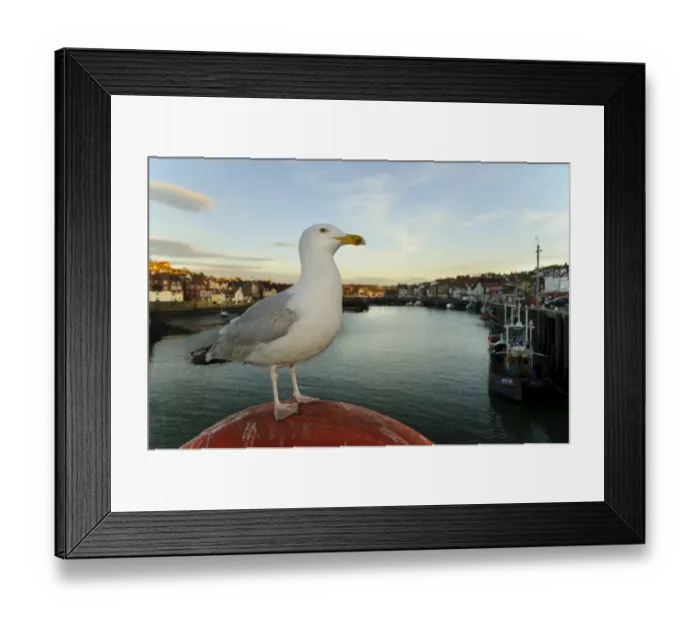Framed Print : Herring Gull (Larus argentatus) adult, with vestiges of third winter plumage Framed Print : Herring Gull (Larus argentatus) adult, with vestiges of third winter plumage