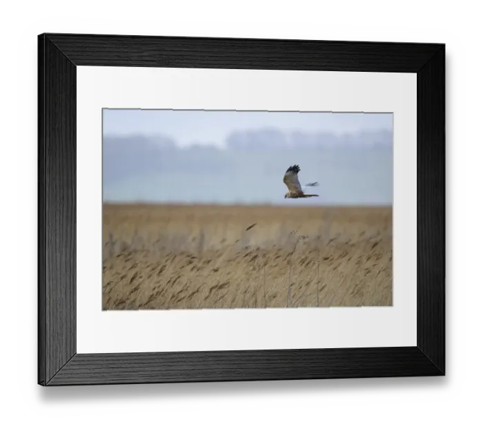 Framed Print : Western Marsh Harrier (Circus aeruginosus) adult male, in flight over reedbed, Blacktoft Sands RSPB Reserve Framed Print : Western Marsh Harrier (Circus aeruginosus) adult male, in flight over reedbed, Blacktoft Sands RSPB Reserve