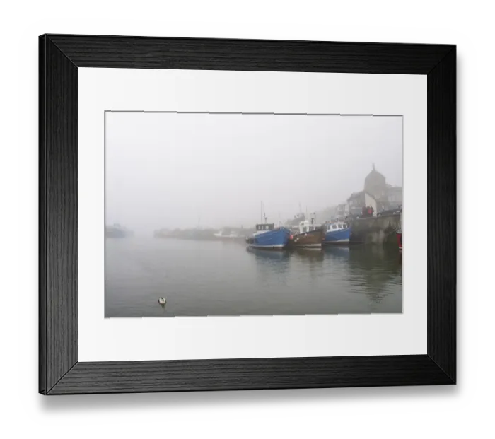 Framed Print : Common Eider (Somateria mollissima) adult male, breeding plumage, swimming in coastal harbour on foggy morning Framed Print : Common Eider (Somateria mollissima) adult male, breeding plumage, swimming in coastal harbour on foggy morning
