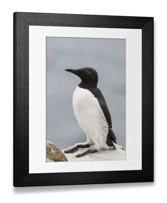 Framed Print : Common Guillemot (Uria aalge) bridled form, adult, breeding plumage, sitting on clifftop, Inner Farne, Farne Islands Framed Print : Common Guillemot (Uria aalge) bridled form, adult, breeding plumage, sitting on clifftop, Inner Farne, Farne Islands