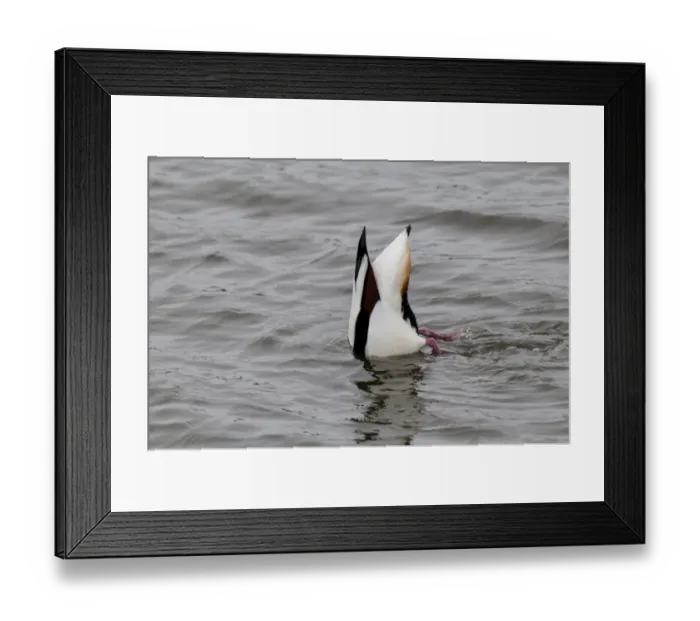 Framed Print : Common Shelduck (Tadorna tadorna) adult, upending and feeding with head submerged under water, Hauxley Nature Reserve Framed Print : Common Shelduck (Tadorna tadorna) adult, upending and feeding with head submerged under water, Hauxley Nature Reserve