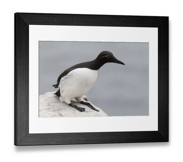 Framed Print : Common Guillemot (Uria aalge) bridled form, adult, breeding plumage, sitting on clifftop, Inner Farne, Farne Islands Framed Print : Common Guillemot (Uria aalge) bridled form, adult, breeding plumage, sitting on clifftop, Inner Farne, Farne Islands