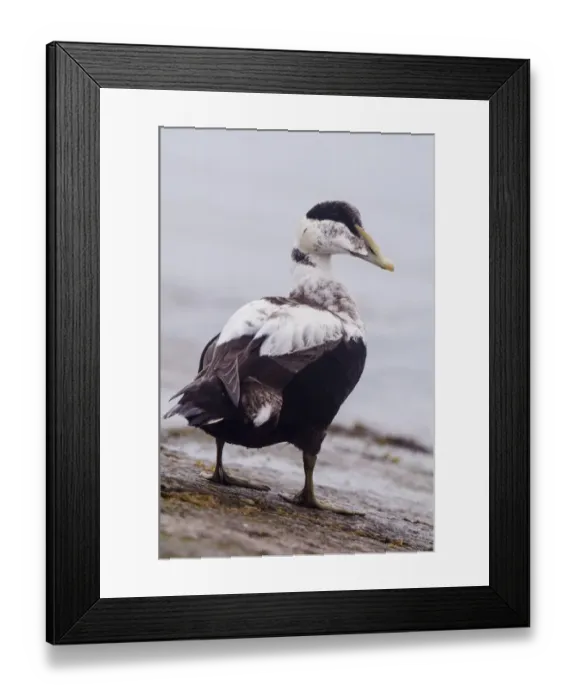 Framed Print : Common Eider (Somateria mollissima) adult male, eclipse plumage, standing on slipway at coastal harbour, Seahouses Framed Print : Common Eider (Somateria mollissima) adult male, eclipse plumage, standing on slipway at coastal harbour, Seahouses